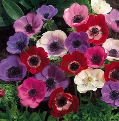 Anemone Flower Bulbs Pack of 7 | Spring Blooms from Winter Sowing