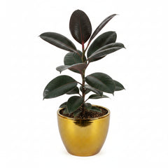 Rubber Plant – Ficus elastica Indoor Ornamental Plant