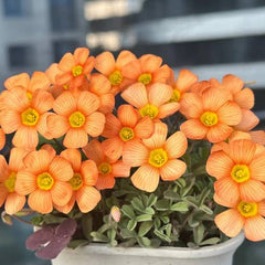 Oxalis obtusa ‘Flaming Cloud’ – Premium Rare Flowering Oxalis Plant