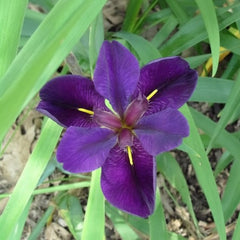 Louisiana Iris Mix Colors | White Red Purple Iris Pakistan