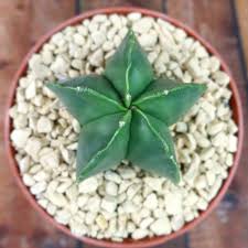 Bishop's Cap Cactus – Premium Star Cactus Succulent