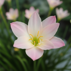 Rain Lily Hybrid Island Breeze – Soft Pastel Premium Bulb