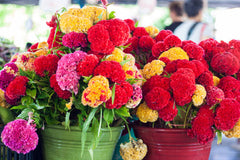 Celosia Cristata Flower Seeds Mix Color | Cockscomb Seeds for Summer Gardening