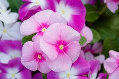 Buy Vinca Rosea Flower Seeds Heat-Resistant Summer Blooms