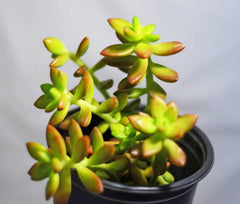 Buy Sedum Adolphe Succulent in Pakistan Easy-Care Orange Sedum Plant