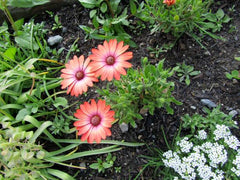 Alyssum Pink Flower Seeds | Fragrant Ground Cover for Borders & Pots