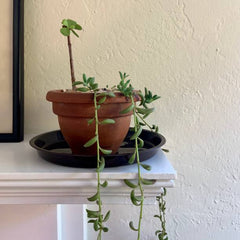 String of Bananas Plant Fast-Growing Hanging Succulent