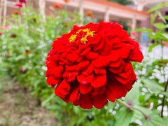 Zinnia Red Flower Seeds | Bold Summer Blooms for Garden