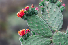 Prickly Pear Succulent in Pakistan Opuntia Cactus Plant for Home Gardens