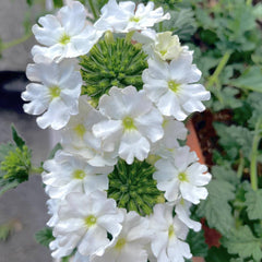 Buy Verbena White Flower Seeds Elegant Summer Annuals for Pakistan