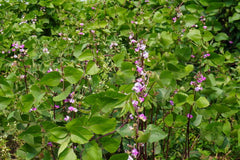 Hyacinth Bean Seeds or Plant Decorative & Edible Climber