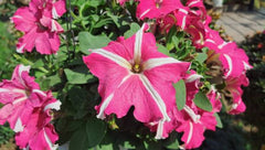 Petunia Rose Star Hybrid F1 Seeds in Pakistan Winter Flowering Seeds