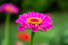 Zinnia Purple Flower Seeds | Summer Blooming Purple Flowers