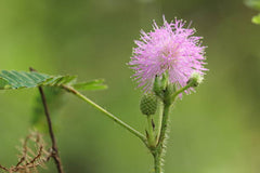 Buy Touch Me Not Flower Seeds (Mimosa Pudica) Sensitive Plant