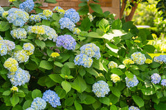 Buy Verbena Blue Flower Seeds in Pakistan Long Blooming Plant
