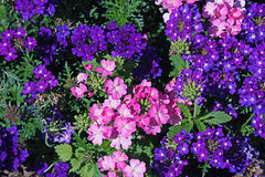 Verbena Mix Flower Seeds Multi-Color Summer Blooms in Pakistan