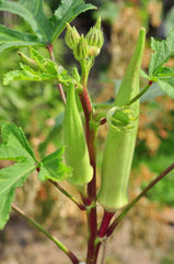 Hybrid Lady Finger Seeds (Bhindi) High Yield & Fast Growth