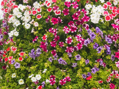 Alyssum Mixed Flower Seeds | Colorful Fragrant Blooms for Borders & Pots