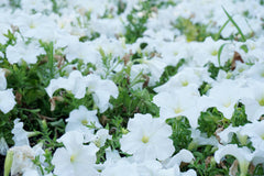 Petunia Fresh White Hybrid F1 Seeds Seasonal Flower Seeds