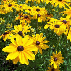Rudbeckia Flower Seeds Black-Eyed Susan | Summer Blooming Seeds