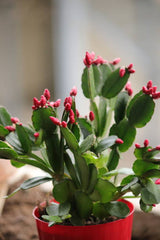 Christmas Cactus Cuttings Easy to Grow & Festive Blooms