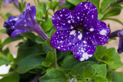 Petunia Blue Star Hybrid F1 Seeds in Pakistan Winter Flowering Seeds