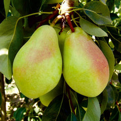 Maria Shover Pear Plant – Premium Grafted Pear Fruit Plant