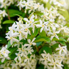 Star Jasmine Plant – Premium Fragrant Climbing Vine