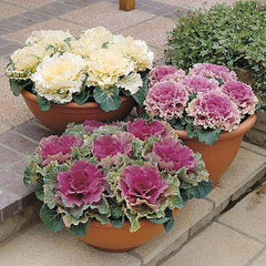 Ornamental Cabbage Seeds Flowering Cabbage for Winter Garden Decoration