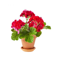 Organic Green Chili Seeds (Sabaz Mirch) | Non-Hybrid, High Yield