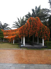Golden Shower Plant in Pakistan Cassia Fistula Tree with Bright Yellow Blooms