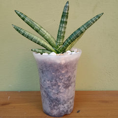 4.5×6 Inch High Quality PVC Pots – Available in Gray, White, Transparent & Terracotta