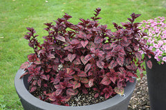 Polka Dot Plant – Colorful Foliage Indoor Plant