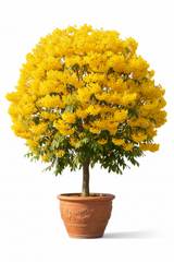 Tabebuia Plant (Tabobia) | Trumpet Tree with Stunning Flowers