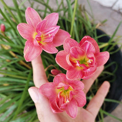 Rain Lily Hybrid Aspata – Patterned Premium Bulb
