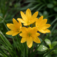 Rain Lily Hybrid Cassini – Golden Yellow Premium Bulb