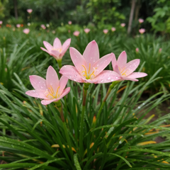 Dr. Tanchiang Rain Lily (Zephyranthes Hybrid) – Famous Hybrid Variety