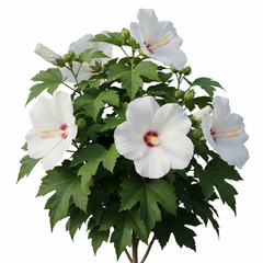 Hibiscus Plant – Colorful Tropical Flowering Plant