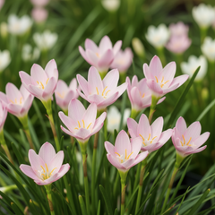 Rain Lily Hybrid Pride of Singapore – Elegant Pink Premium Bulb
