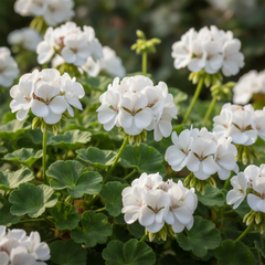 Geranium Plant – Pelargonium Colorful Flowering Plant
