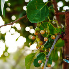 Lasora Plant – Cordia Dichotoma (Lasoda Fruit Tree)