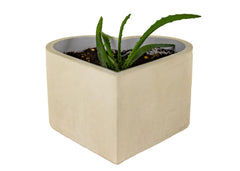 Decorative Aloe Vera Succulent – Ornamental & Medicinal Plant