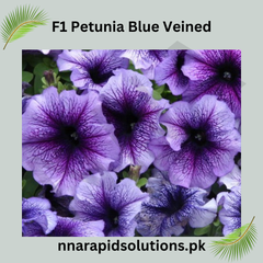 F1 Petunia Blue Veined Seeds in Pakistan Hybrid Winter Flower Seeds for Pots & Borders