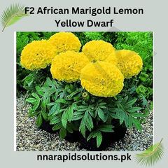 F1 African Marigold Lemon Yellow Dwarf Seeds in Pakistan Compact Winter Flowering Variety