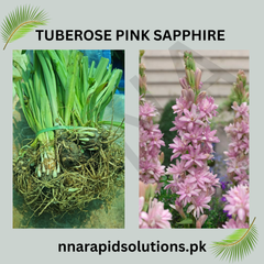Tuberose Pink Sapphire Exotic Pink Blooms with Fragrance