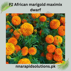 F1 African Marigold Maximix Dwarf Seeds in Pakistan Compact Mixed Color Marigold Variety