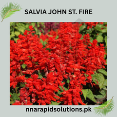 Salvia John St. Fire Seeds in Pakistan Bright Red Seasonal Flowering Plants