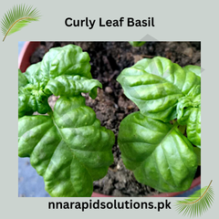 Curly Leaf Basil Hybrid Seeds in Pakistan Decorative & Aromatic Herb Seeds