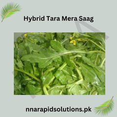 Hybrid Tara Mira ( ) Seeds