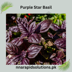 Purple Sweet Basil Hybrid Seeds in Pakistan Decorative & Culinary Herb Seeds